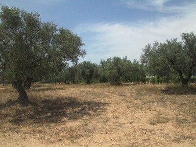 Terrain 1000m à 5min de Hammamet
