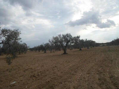 AV 4 hectares d'olives