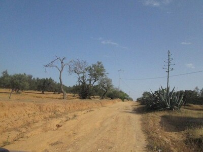 Terrain 2 hectares 6000m à Douikhla