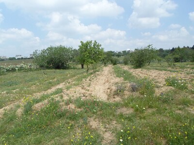 terrain 3000 m dans a compagne de hammamet