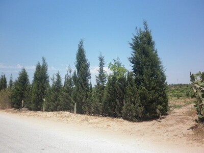 urgent Terrain Agricole 7000m à borj hfaidh 10 min de Hammamet