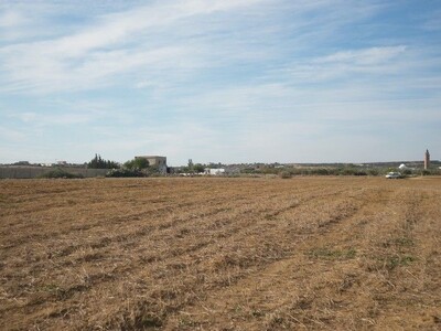 Terrain 4 hectares et 6500m à Douikhla 20mn de Hammamet sud