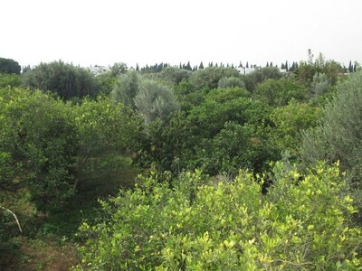 Terrain Fouara à Hammamet avec studio et sondage