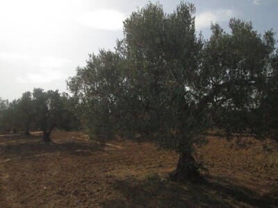 Terrain 2 hectares 6000m à Douikhla à 10 min de Hammamet