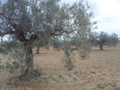 Offre en Or un terrain de 4 hectares a vendre