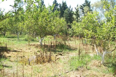 Av une superbe Senia dans la campagne de Hammamet