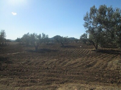 Field 4hectares 4000 m in sidi Kristin Hammamet