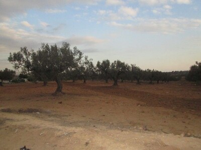 Terrain 6 hectares à 20min de Hammamet sud avec un accès facile
