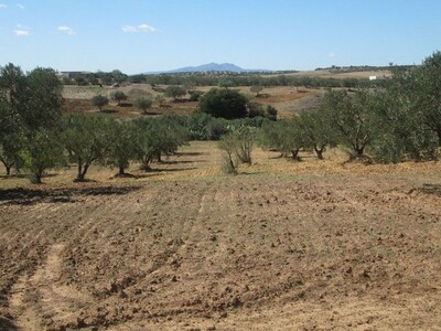 10 hectares à hatouz 10 mn de Hammem Jedidi