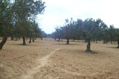 Vente terrain 3300m²