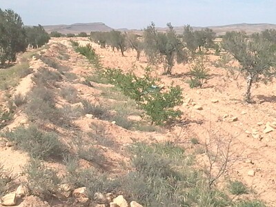 3ha titrés en plein production