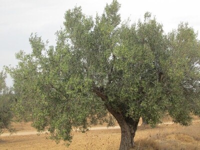 Terrain 9800 m à ain rahma avec titre foncier individuel