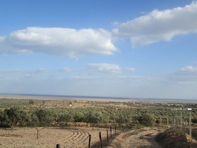 Terrain 1 hectare et 3000m avec vue mer planté d’oliviers