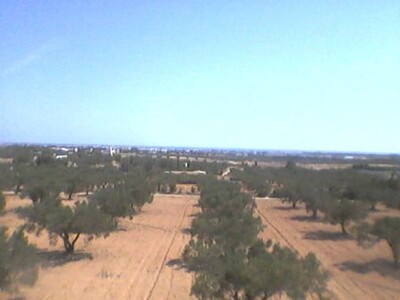 un hectare olive belle vue