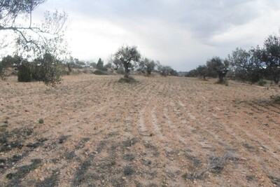 av 1 hectare ï¿½ 4 km loin de hammamet