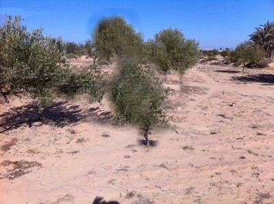 Occasion favorable à Djerba