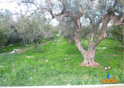 terrain a bir Bouragba Hammamet
