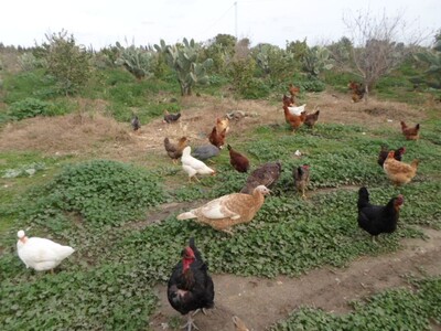 al senia à batrou Nabeul à 600 dt