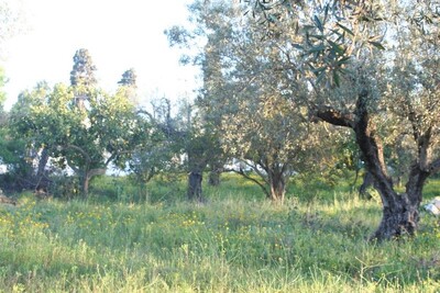 Terrain 1124m² VTA: 197