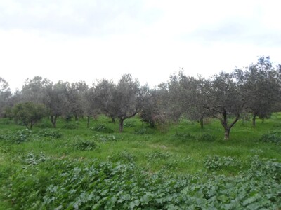 avdre senia à soliman