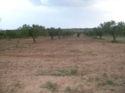 Terrain pour une petite exploitaion agricole