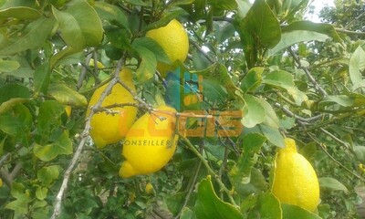 Terrain Agricole 15 Heks