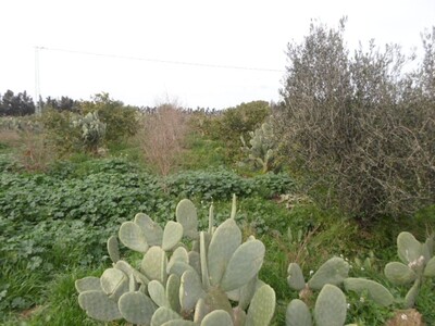 Al senia proche de Nabeul kt