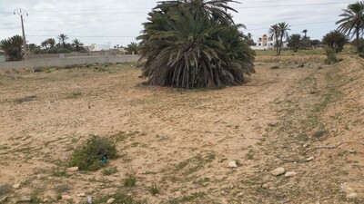 Terrain de 2200 situé à 100m de la plus belle plage de Djerba