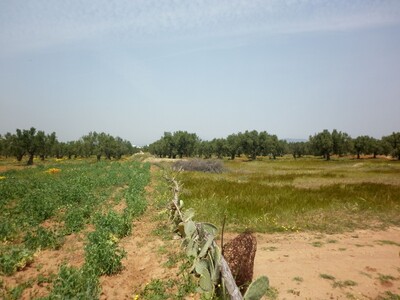Land for 15 min of yasmine Hammamet