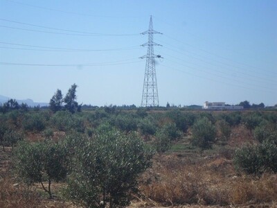un terrain de 3 hectares planté d'olives