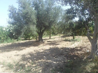 a land of 10866 planted with various trees for sale