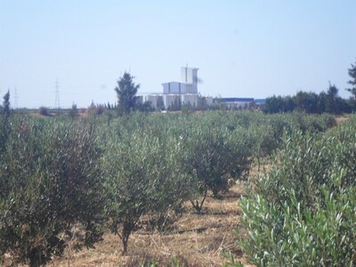 AV 3 hectares proche de grombalia planté de 1000 arbres d'olives