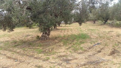 Terrain à Barraket Essahel