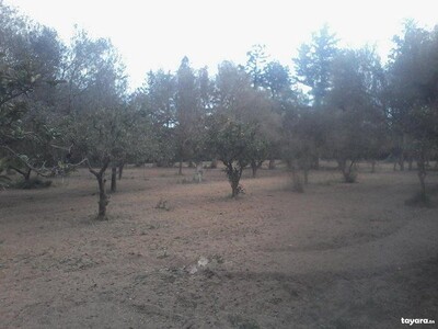 terrain a vendre a kharrouba hammamet