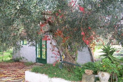 Hammamet(Affaire)
