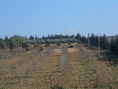 av senia de 3 hectares