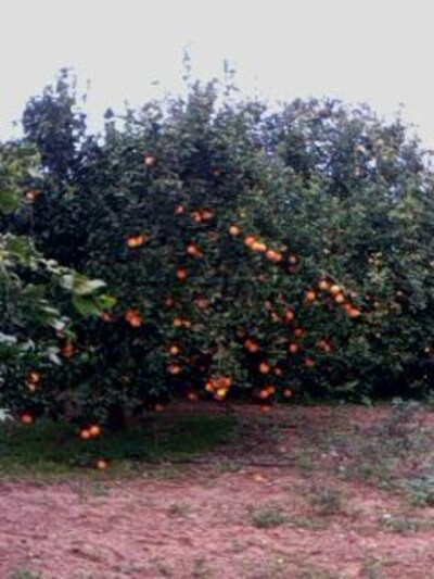An orchard in Beni Wael Borj Hartley