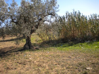 A plot of 6152 m 2 to 50 DT m 2 at El Minchar