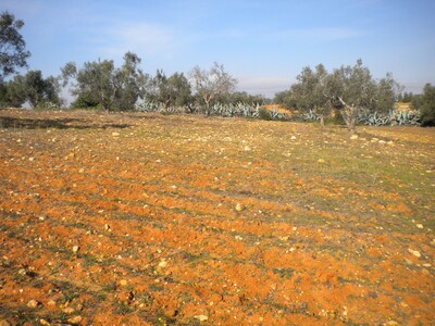 An orchard 150000 DT at Sidi Hamad