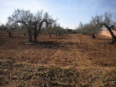 Un verger à Lenderia du côté de Bouficha à 150000 DT