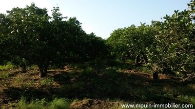 Ferme Batrou Grombelia