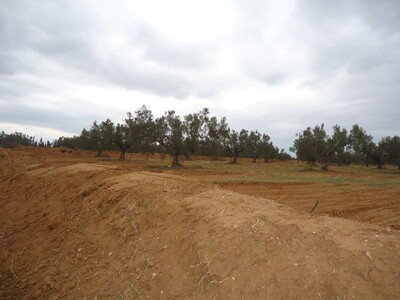 Field el Jinene Hammamet Sud