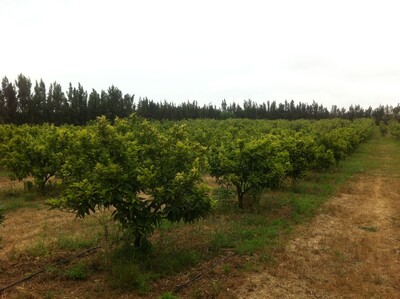 Terrain Agricole cultivé à Hammamet