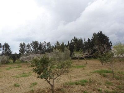 Sajid 7 hectares in kelibia ref T