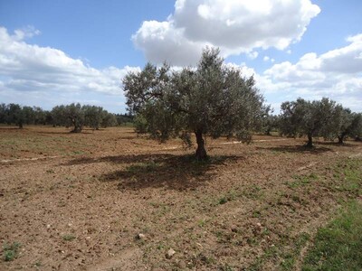 TERRAIN AGRICOLE OLIVIER EL HAMMAMET
