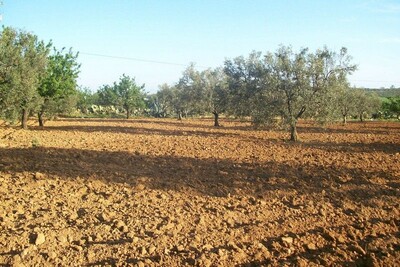 Good opportunity: 1000 m² of land