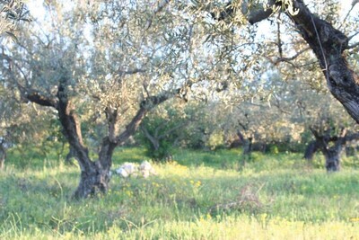 Terrain 1124m² VTA: 197+