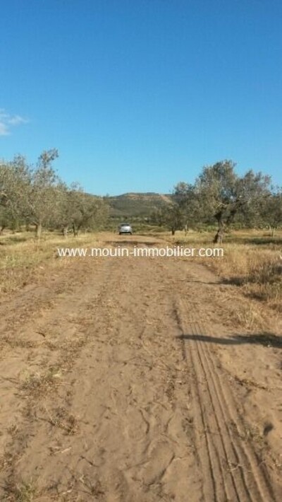 field ben ouei birbouregba hammamet