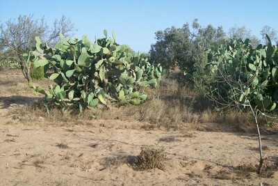 A vendre un terrain de 6190m²**