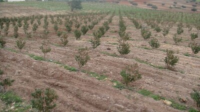 field korba - T011